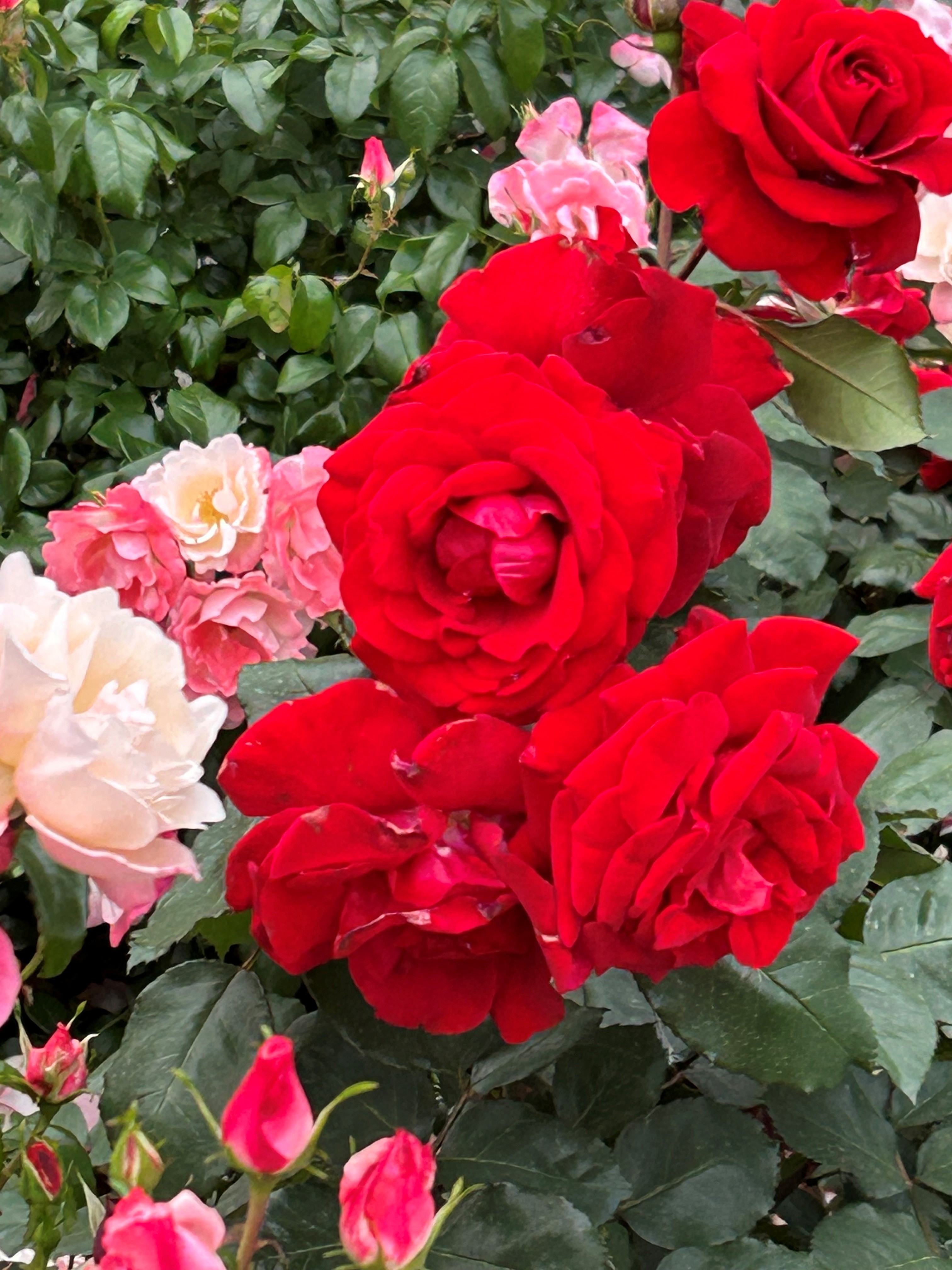 20260506　与野バラ祭り（健康ナビタイトル用）